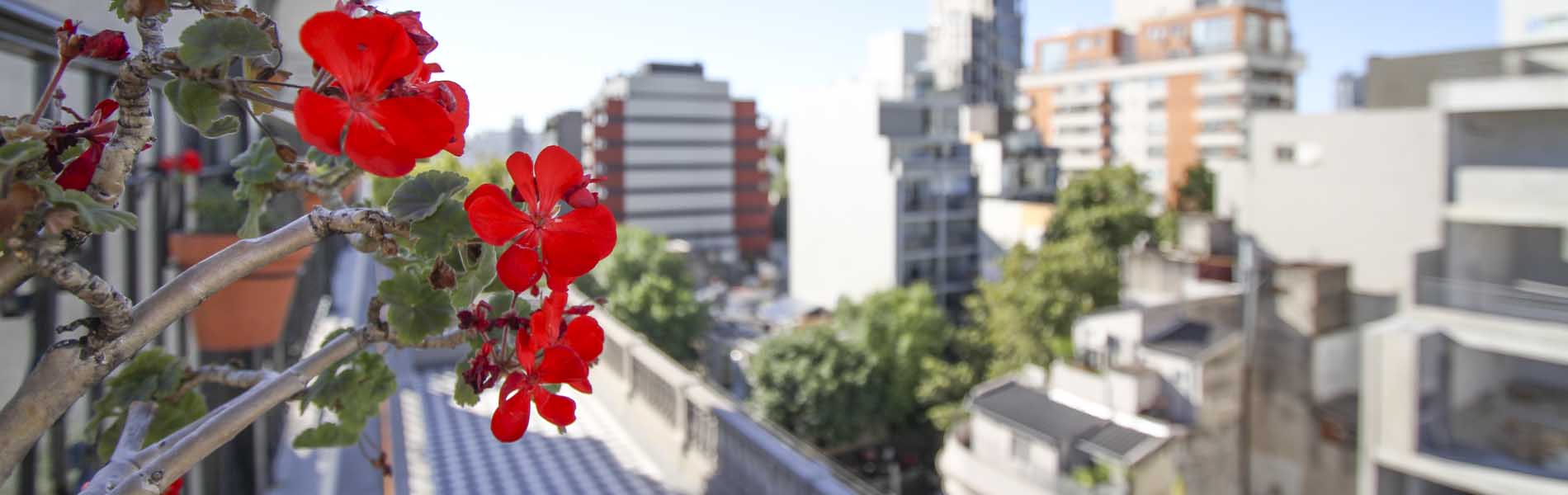 Hotel Clásico  header